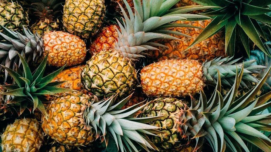 Piña fresca, rica en vitamina C, antioxidantes y bromelina. Ideal para mejorar la digestión y aportar propiedades antiinflamatorias. Una fuente natural de nutrientes esenciales para mantener la salud renal y la circulación.